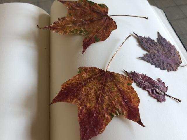 Several leaves from trees in the Adirondack mountains.